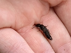 Platydracus cinnamopterus