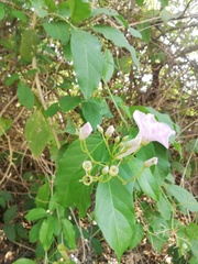Amphilophium