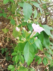 Amphilophium