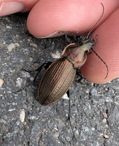necklace ground beetle