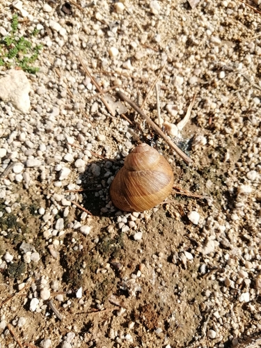 Garden Snail