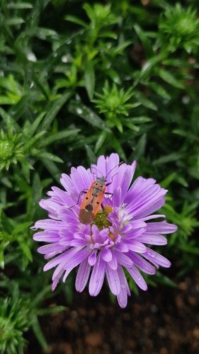 Cretan Seed Bug