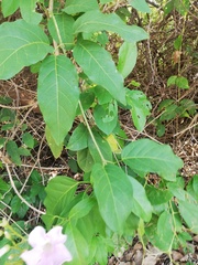 Amphilophium