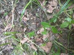 Moehringia trinervia