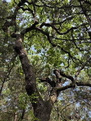 Quercus sinuata breviloba