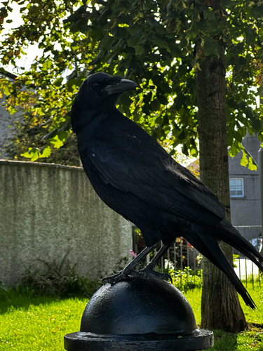 Carrion Crow