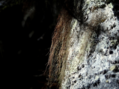 Nodobryoria oregana