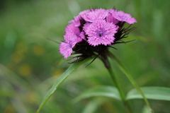 Dianthus barbatus