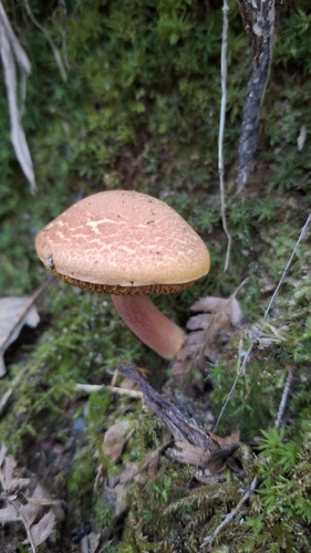 Xerocomellus armeniacus