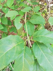 Amphilophium