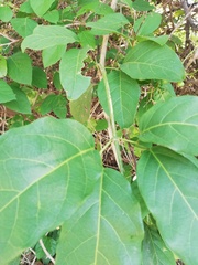 Amphilophium