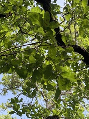 Quercus sinuata breviloba