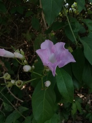Amphilophium