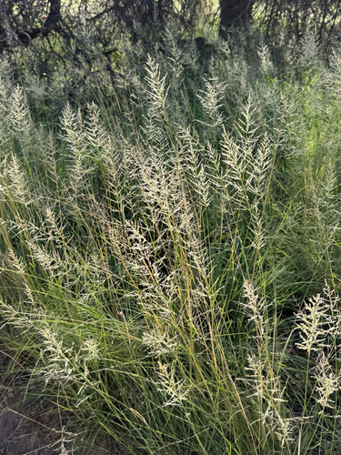 Eragrostis curvula