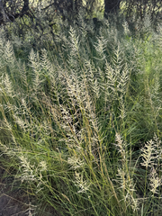 Eragrostis curvula