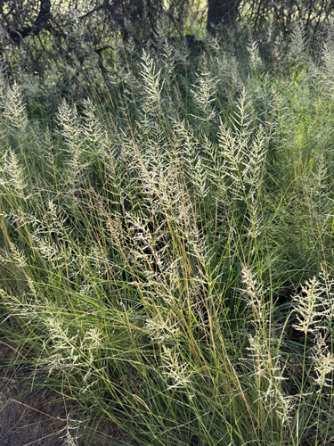 Eragrostis curvula, photograph 2