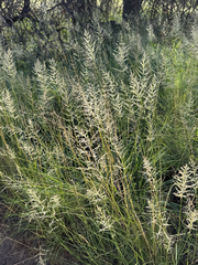 Eragrostis curvula, photograph (c) CK2AZ, some rights reserved (CC BY)