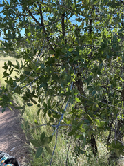 Quercus emoryi, photograph (c) CK2AZ, some rights reserved (CC BY)