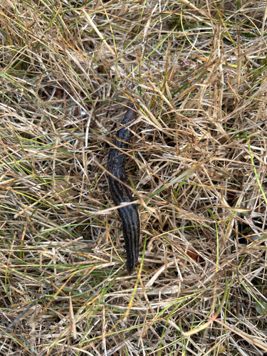 Leopard Slug