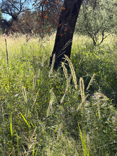 Setaria leucopila, photograph 2