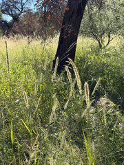 Setaria leucopila, photograph (c) CK2AZ, some rights reserved (CC BY)