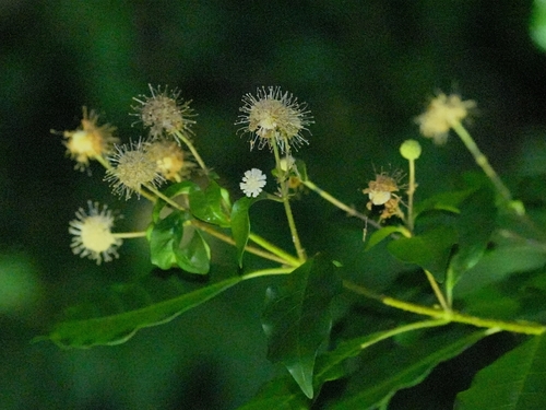 Adina pilulifera observed 2026-09-19