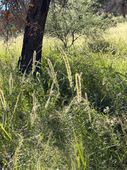 Setaria leucopila