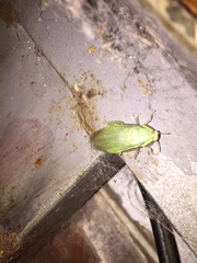 Panchlora thalassina