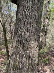 Quercus sinuata breviloba