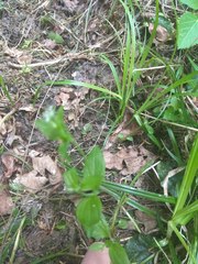 Moehringia trinervia