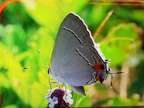 Gray Hairstreak