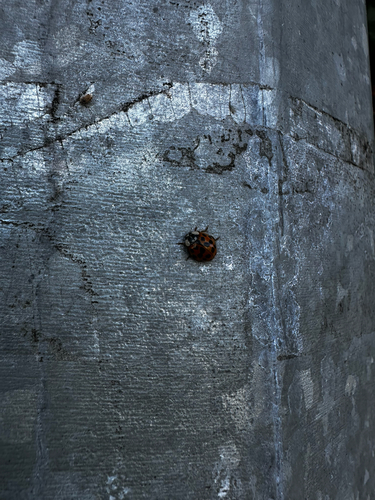 Asian Lady Beetle