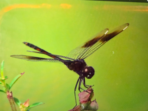 Four-spotted Pennant