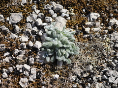 Achillea tomentosa, photograph (c) Augustin Soulard, some rights reserved (CC BY)