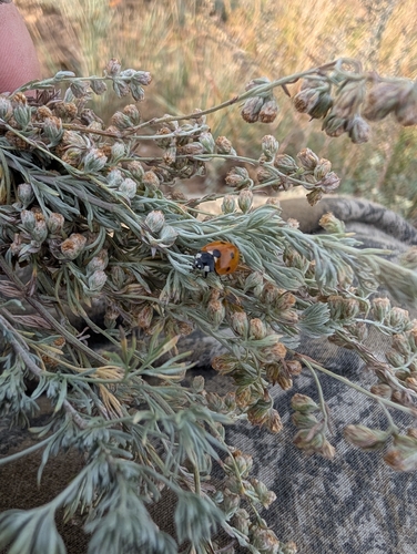 Seven-spotted Lady Beetle