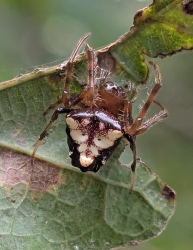 Arrowhead Orbweaver
