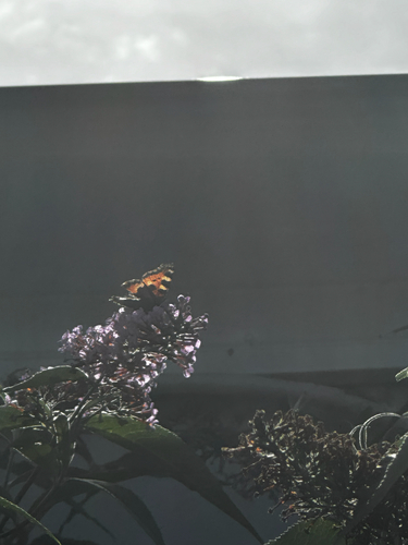 Small Tortoiseshell