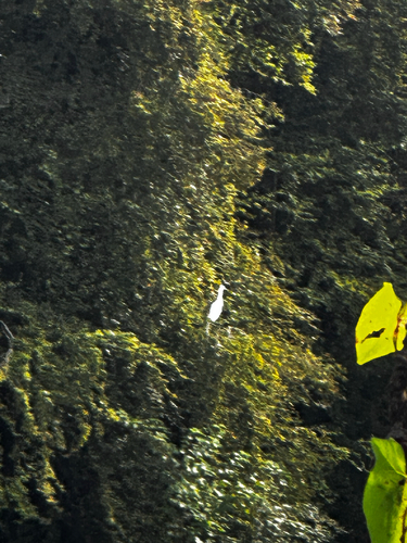 Little Egret