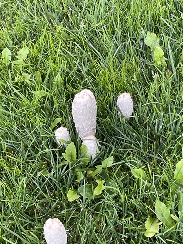 Shaggy Mane