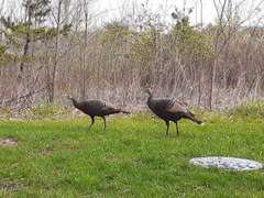 Meleagris gallopavo