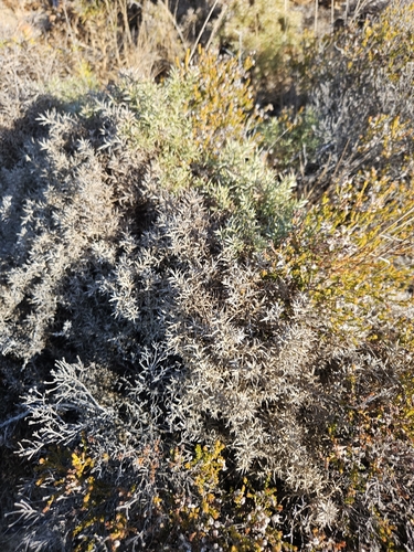 Ulex argenteus argenteus