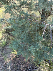 Juniperus deppeana
