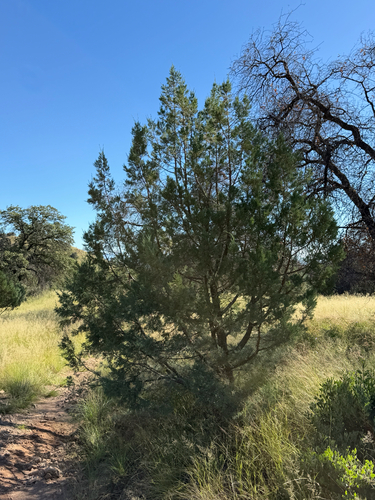 Juniperus deppeana, photograph 3