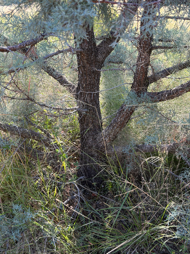 Juniperus deppeana, photograph 2