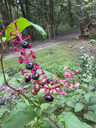 American pokeweed