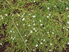 Arenaria serpens