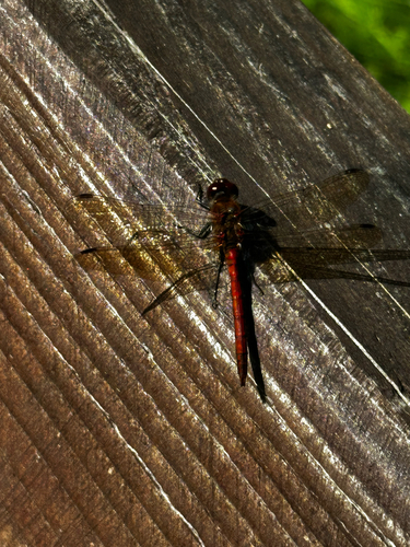 Common Darter