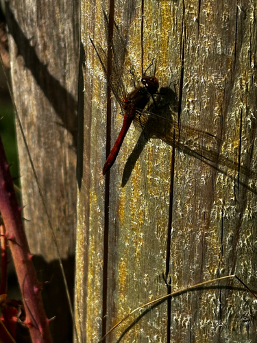 Ruddy Darter