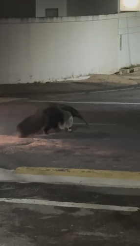 Giant Anteater