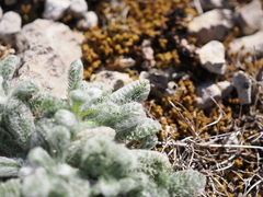 Achillea tomentosa